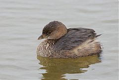 Pied-billed Grebe